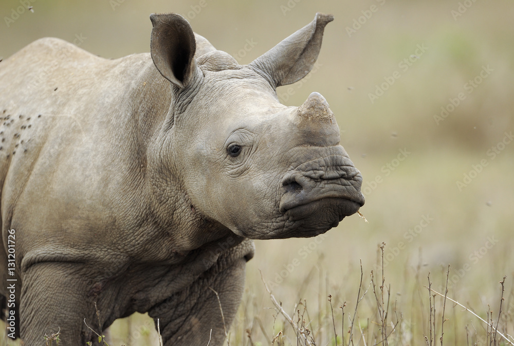 White rhinoceros (Ceratotherium simum) calf, iMfolozi National Park, South Africa.