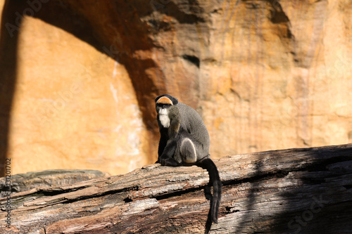 Small monkey on the orange background