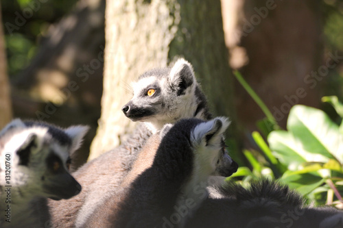 Ring tailed lemur on the green blurred background