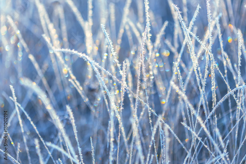 Winter background. Frozen grass  covered with hoarfrost or rime.