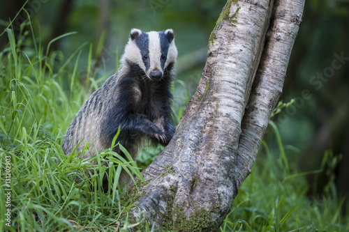 European Badger (Meles meles) foraging at tree trunk in deciduous woodland.  Mid Devon, UK. June.