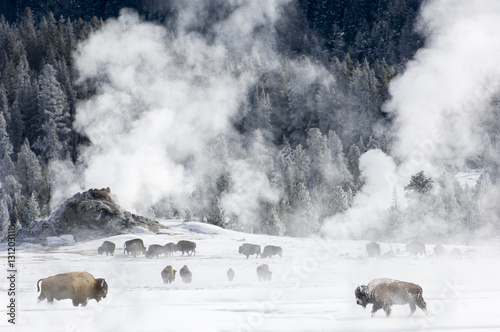 Herd of American Bison (Bison bison) around geo-thermal features. Firehole River Valley. Yellowstone National Park, Wyoming, USA. January 2008. photo