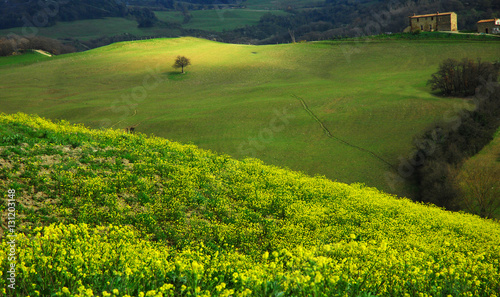 meadow with yellow flowers in the hills of the central Tuscany in the province of Siena
