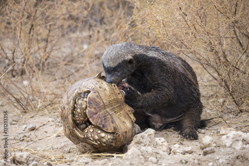 Honey Badger or ratel (Mellivora capensis) eating leopard tortoise (Geochelone pardalis), Kgalagadi Transfrontier Park, Northern Cape, South Africa, January. photo
