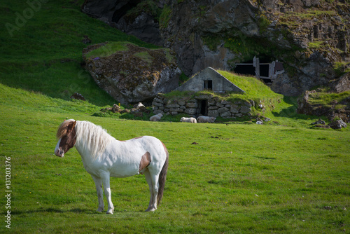 Fotografía White Icelandic Horse posing in front of a grass hut