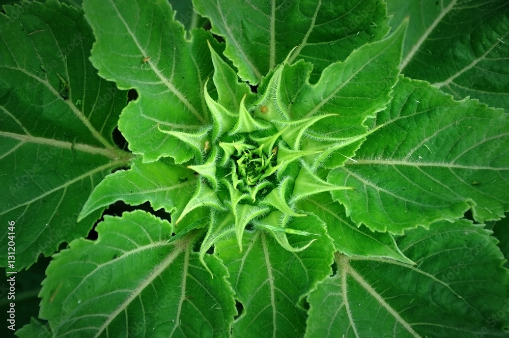 Obraz premium Unripe green sunflower with leaves close up. Top view, vegetable background.