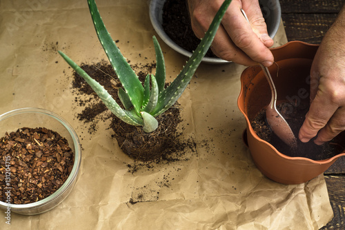 Transplantation of the aloe flower horizontal