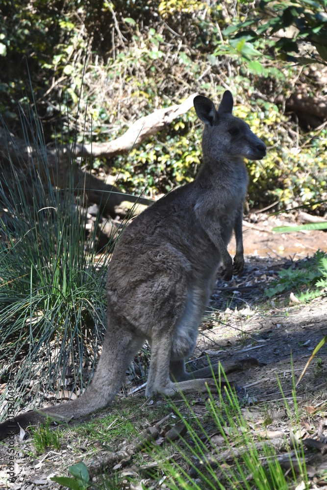 Closeup of Eastern Grey Kangaroo (Macropus giganteus) on Pebbly beach, NSW, Australia Closeup of Eastern Grey Kangaroo (Macropus giganteus) on Pebbly beach, NSW, Australia