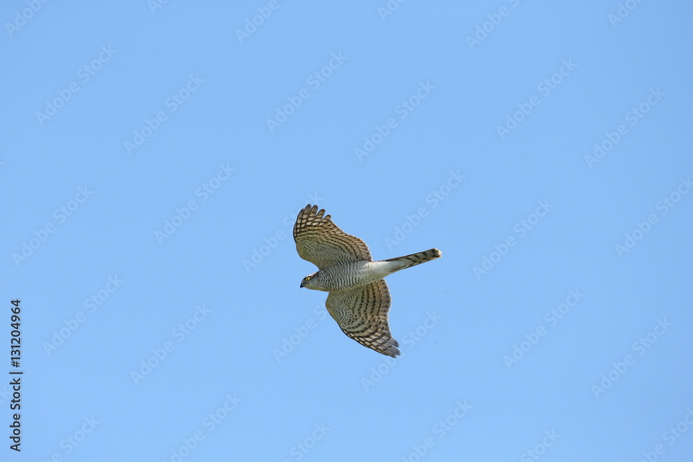 ハイタカ,タカ目タカ科ハイタカ属 StockFoto Adobe Stock