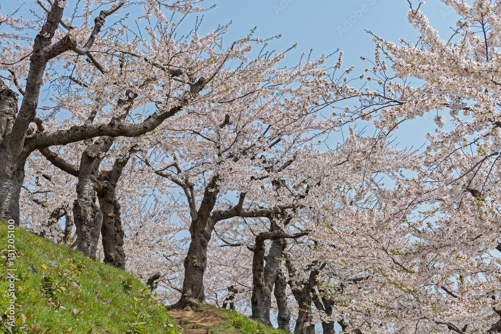 Cherry blossom at Goryokaku park , Hakodate, Japan Cherry blossom at Goryokaku park , Hakodate, Japan