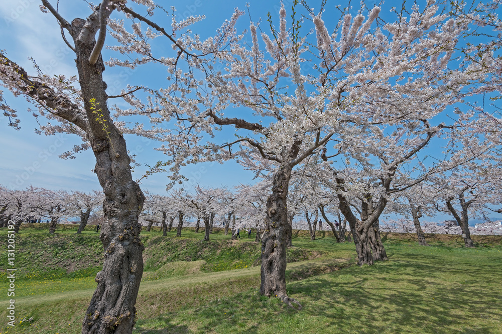 Fototapeta premium Cherry blossom at Goryokaku park , Hakodate, Japan