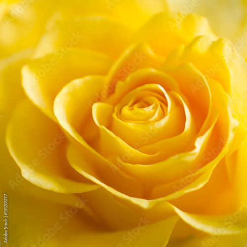 The Texture of Beautiful Yellow Rose Close Up.