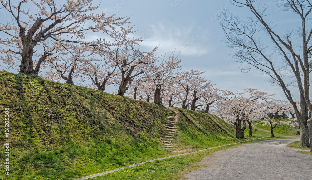 Cherry blossom at Goryokaku park , Hakodate, Japan Cherry blossom at Goryokaku park , Hakodate, Japan