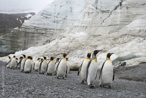 King penguins (Aptenodytes patagonicus) below Schrader Glacier, South Georgia. January 2015.