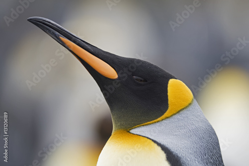 Head portrait of King penguin (Aptenodytes patagonicus) Holmestrand, South Georgia. January.