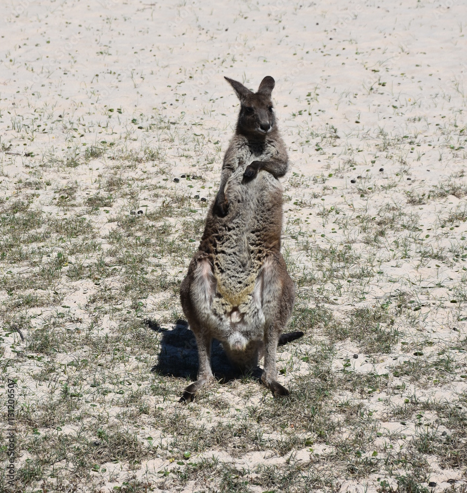 Naklejka premium Closeup of Eastern Grey Kangaroo (Macropus giganteus) on Pebbly beach, NSW, Australia
