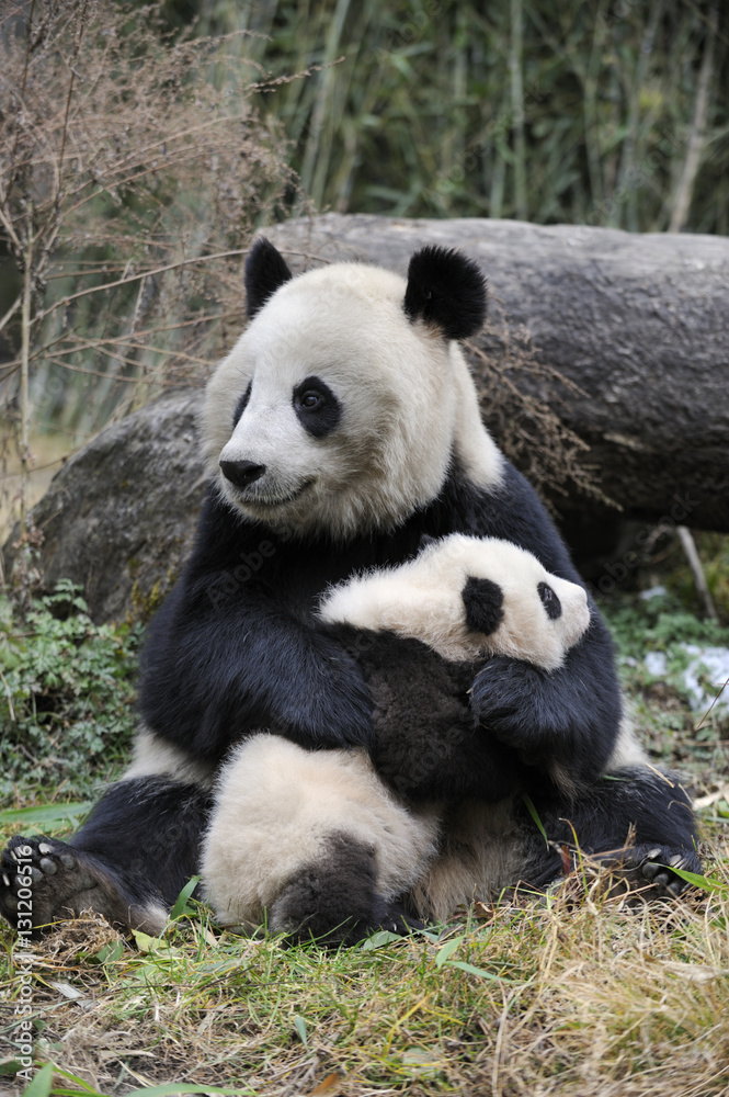 Giant panda (Ailuropoda melanoleuca) mother and cub. Wolong Nature Reserve, Wenchuan, Sichuan Province, China. Captive. Giant panda (Ailuropoda melanoleuca) mother and cub. Wolong Nature Reserve, Wenchuan, Sichuan Province, China. Captive.