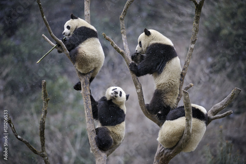 Four subadult Giant pandas (Ailuropoda melanoleuca) climbing in tree. Wolong Nature Reserve, Wenchuan, Sichuan Province, China.  photo