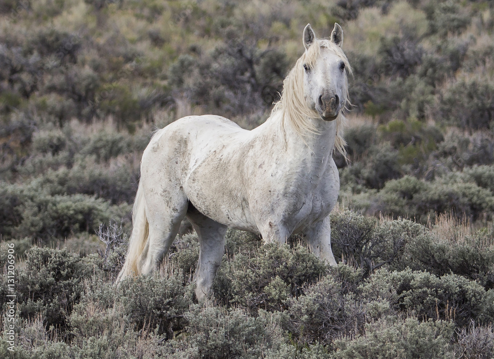 Old grey stallion standing alone in Adobe Town, Wyoming, USA. May. Old grey stallion standing alone in Adobe Town, Wyoming, USA. May.