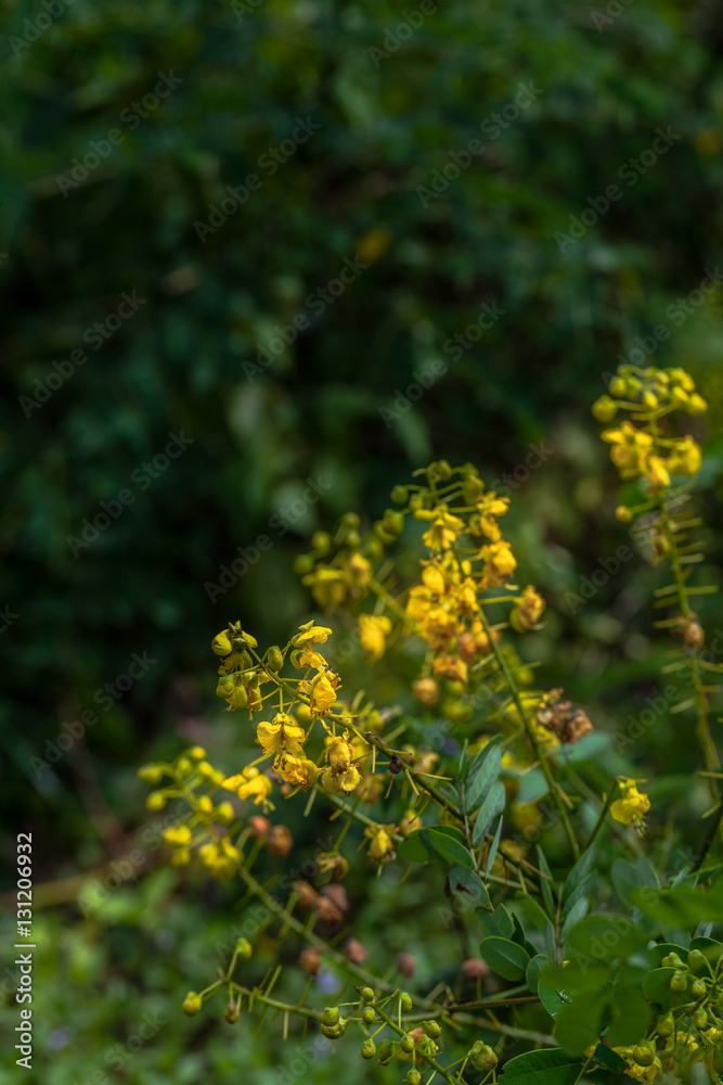 flowers in upstream flowers in upstream