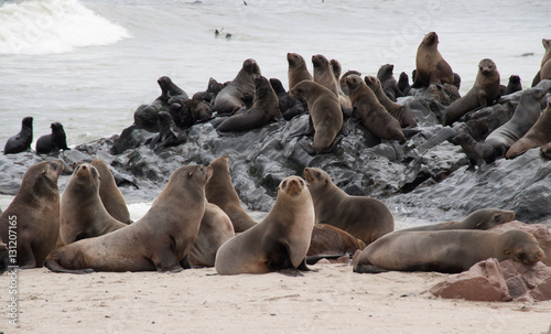 Seal colony, Cape Cross, Namibia