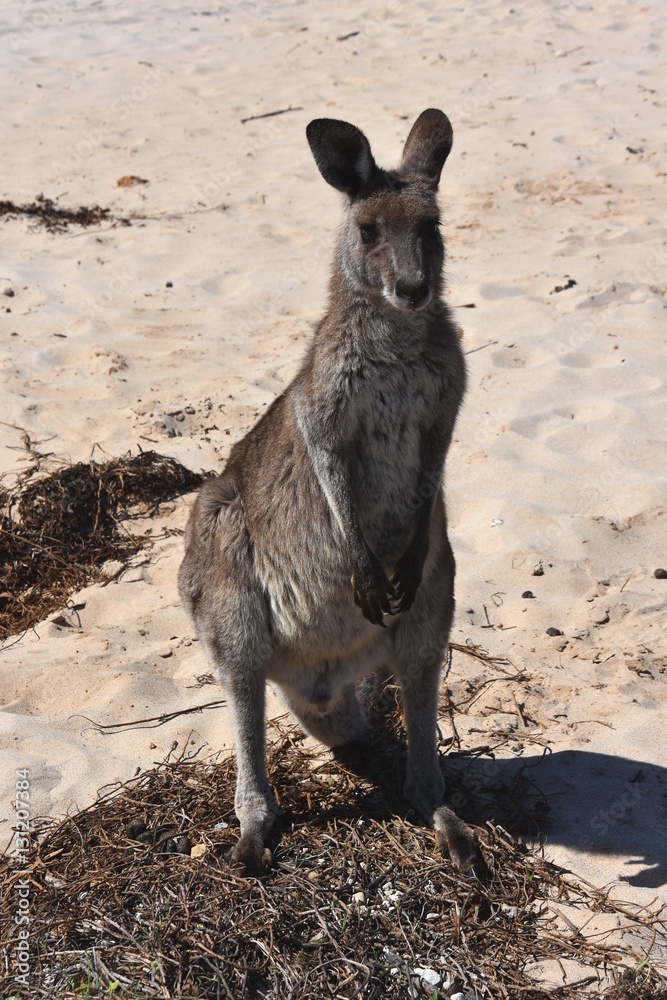 Closeup of Eastern Grey Kangaroo (Macropus giganteus) on Pebbly beach, NSW, Australia Closeup of Eastern Grey Kangaroo (Macropus giganteus) on Pebbly beach, NSW, Australia
