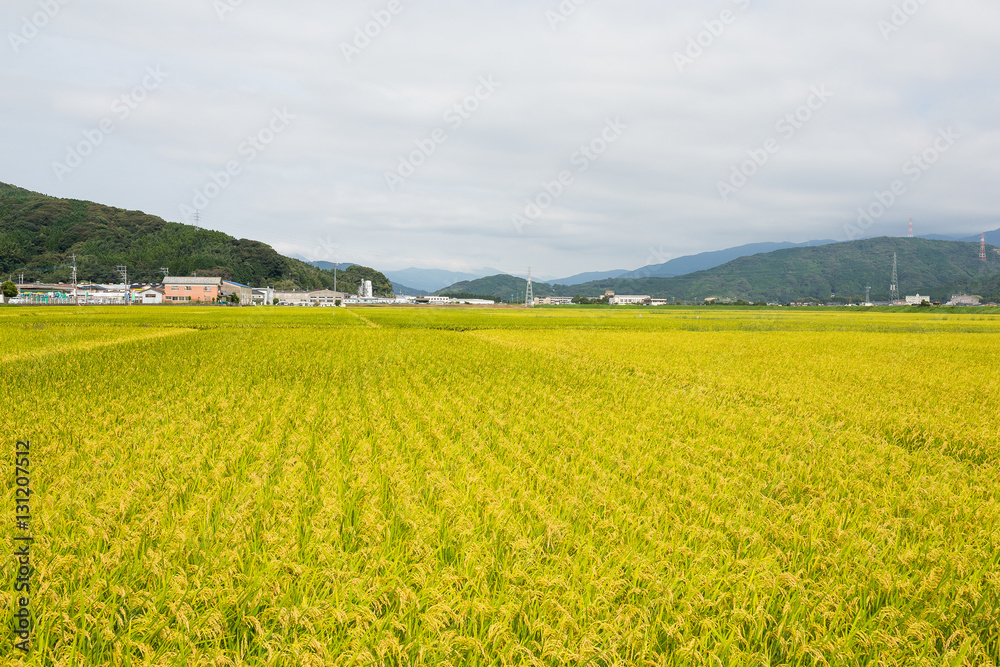 Paddy Rice field