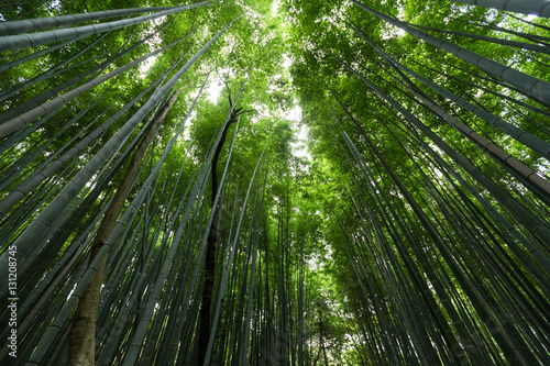 Fototapeta Naklejka Na Ścianę i Meble -  Bamboo jungle