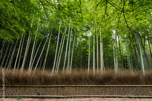 Bamboo Forest at arashiyama