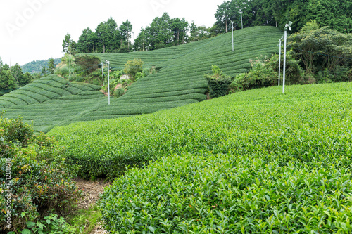 Tea field