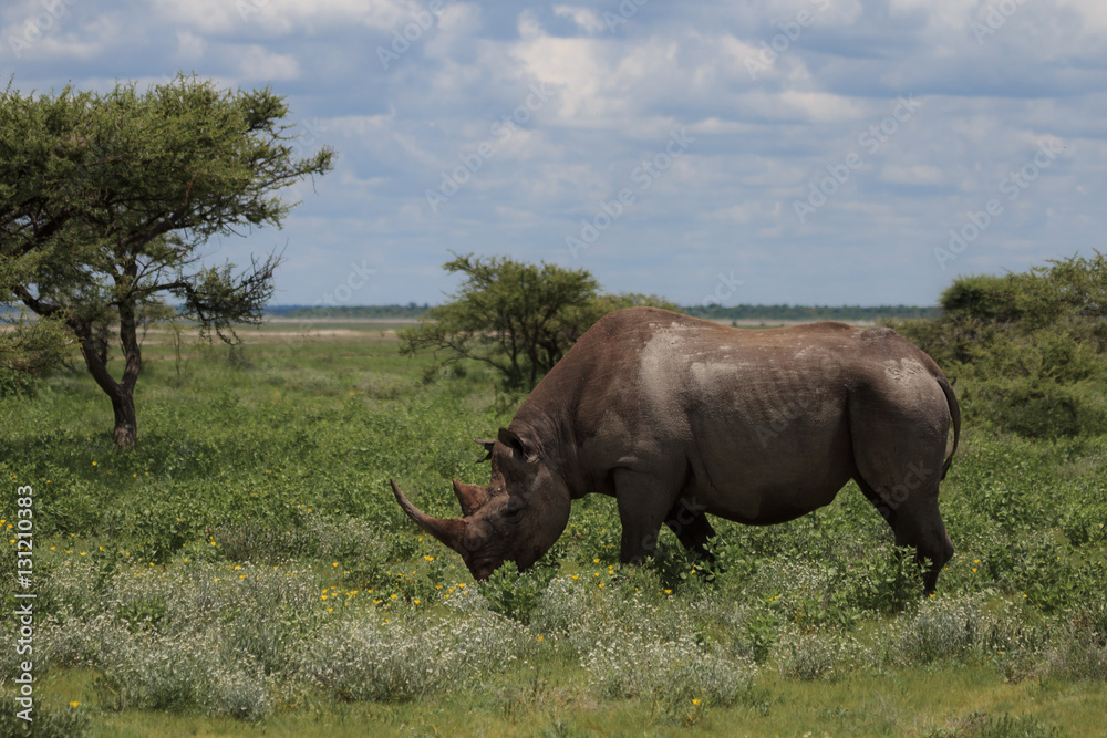 wild rhinoceros walks, eating and grazing on a sunny day in the bushe wild rhinoceros walks, eating and grazing on a sunny day in the bushe
