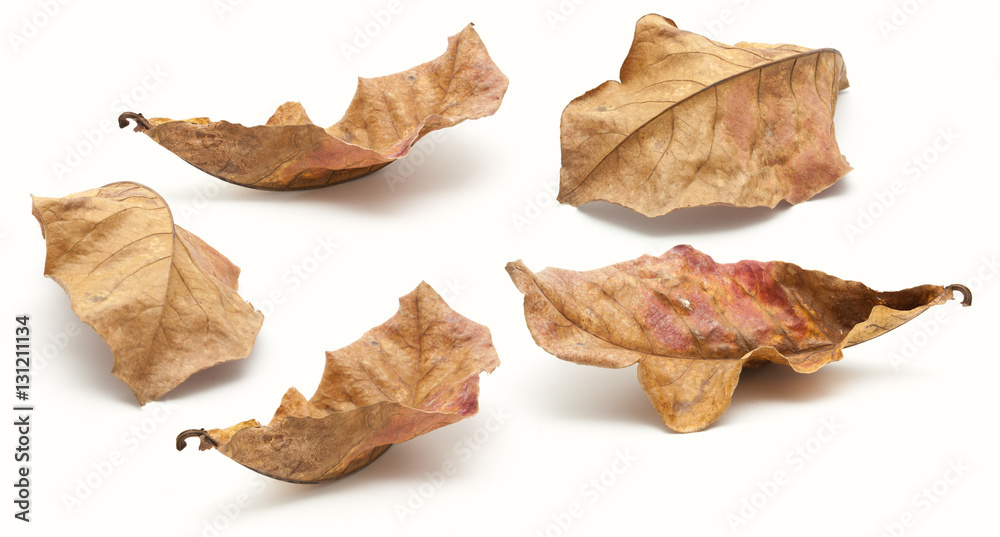 Collection of dry leaf closeup isolated