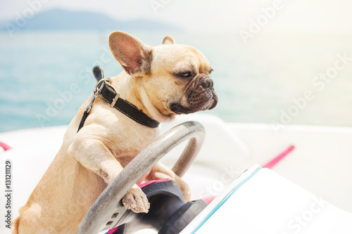 Fototapeta Naklejka Na Ścianę i Meble -  Funny French Bulldog dog is sitting behind the wheel of a speedboat, making a serious look at the background of the sea, sunny summer day. lighting effects, speed boat