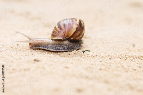 Close-up of snail crawling in the sand.