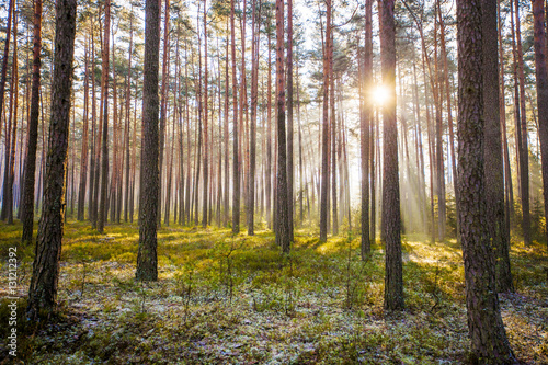 Pine forest on sunrise with warm sunbeams © Dagmara_K