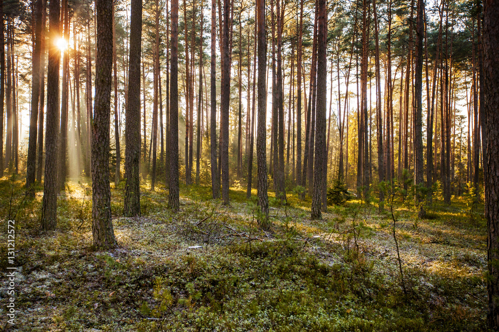 Obraz premium Pine forest on sunrise with warm sunbeams
