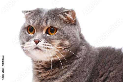 Gray Scottish Fold Cat large portrait