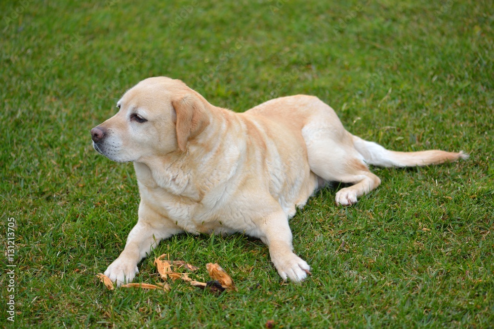 Labrador retriever sobre la hierba del jardín