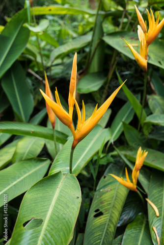 Yellow Strelitzia - Bird of Paradise Flower - tropical exotic flowers - rain forest plants - vegetation of tropical forest