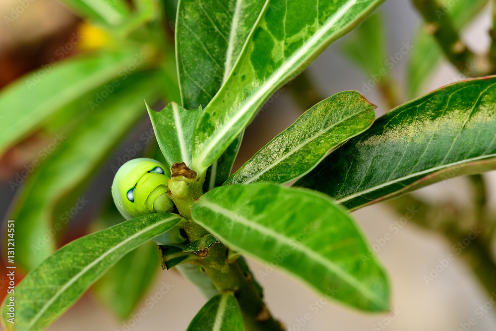 Caterpillar