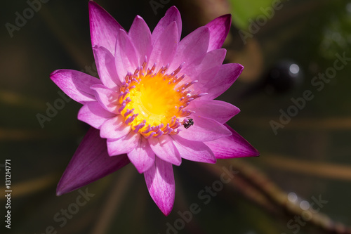 lotus bloom bee close up pollen