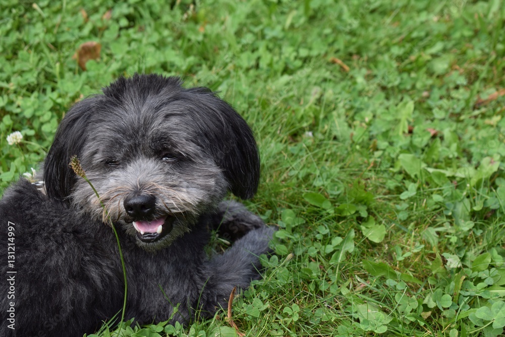 Schwarzer kleiner Hund Schwarzer kleiner Hund