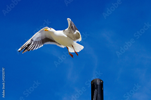 California Seagull