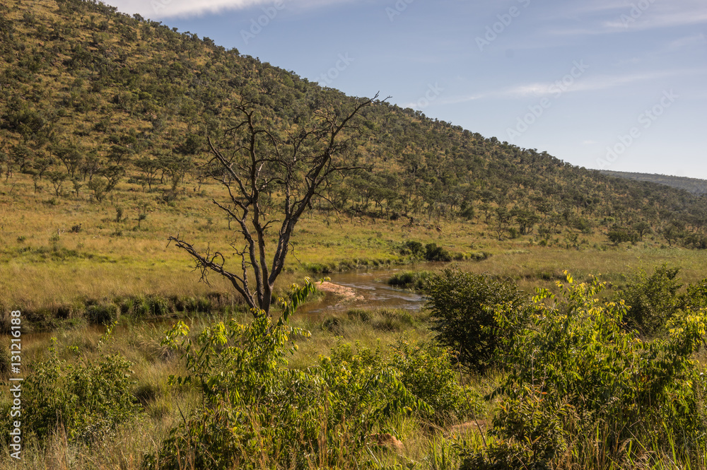Welgevonden Game Reserve is Located within the Waterberg Mountains in Limpopo South Africa Welgevonden Game Reserve is Located within the Waterberg Mountains in Limpopo South Africa