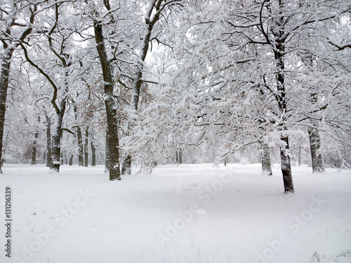Winter in birch forest.