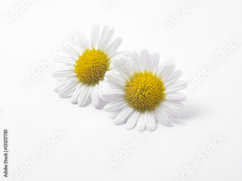 Fototapeta Naklejka Na Ścianę i Meble -  daisy flower