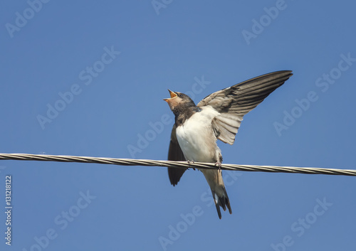 little chick swallows sitting with open beak and flapping it's funny on the wires   © nataba