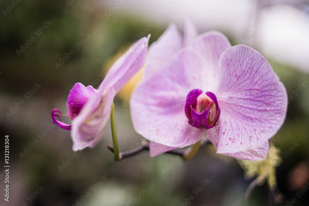 Pink Orchid - tropical exotic flowers - rain forest plants - vegetation of tropical forest Pink Orchid - tropical exotic flowers - rain forest plants - vegetation of tropical forest