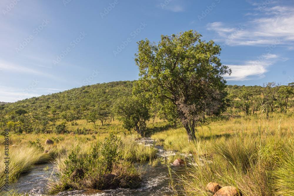 Welgevonden Game Reserve is Located within the Waterberg Mountains in Limpopo South Africa Welgevonden Game Reserve is Located within the Waterberg Mountains in Limpopo South Africa