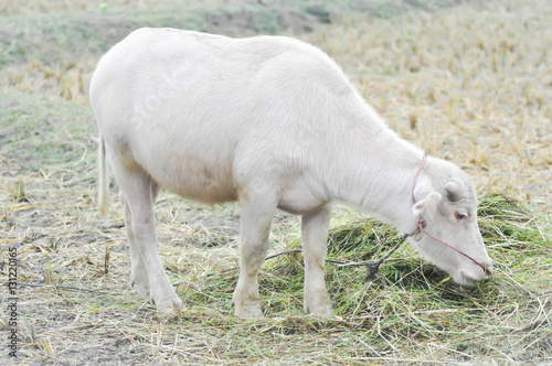 Fototapeta Naklejka Na Ścianę i Meble -  albino buffalo, buffalo  in the field